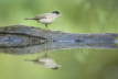 Blackcap