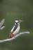 Great Spotted Woodpecker