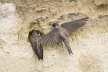 Sand Martins excavating nest hole