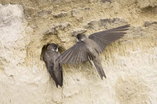Sand Martins excavating nest hole