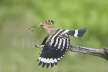 Hoopoe with food
