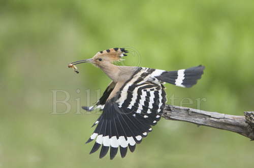 Hoopoe with food
