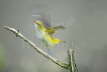 Golden Oriole liftoff