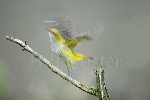 Golden Oriole liftoff