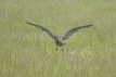 Curlew Flight