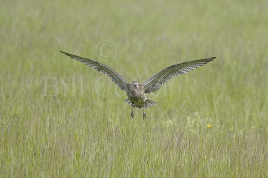 Curlew Flight