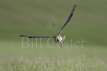 Curlew Flight