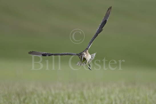 Curlew