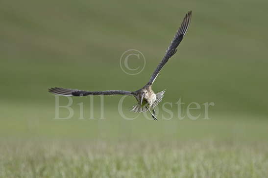 Curlew Flight