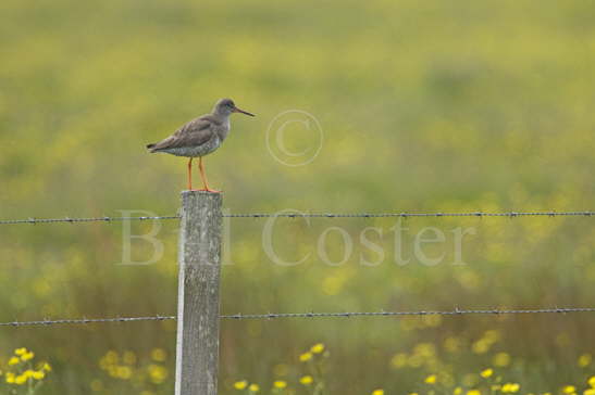 Redshank on Post