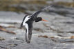 Oystercatcher