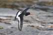 Oystercatcher in Flight