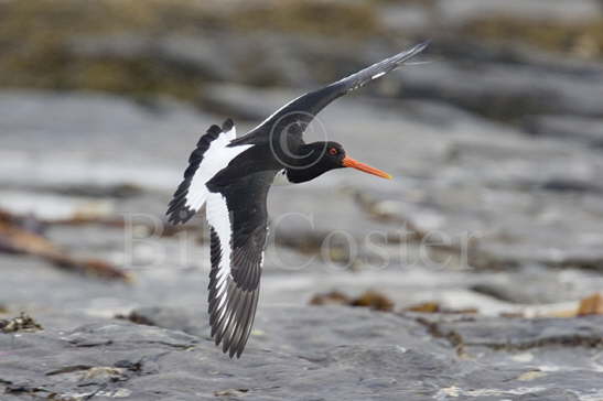 Oystercatcher in Flight