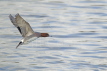 Wigeon