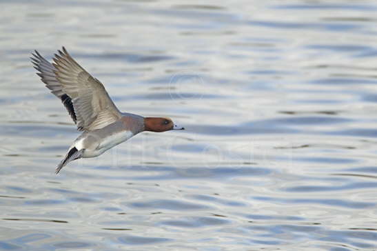 Wigeon in Flight