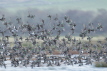 Eurasian Teal flock