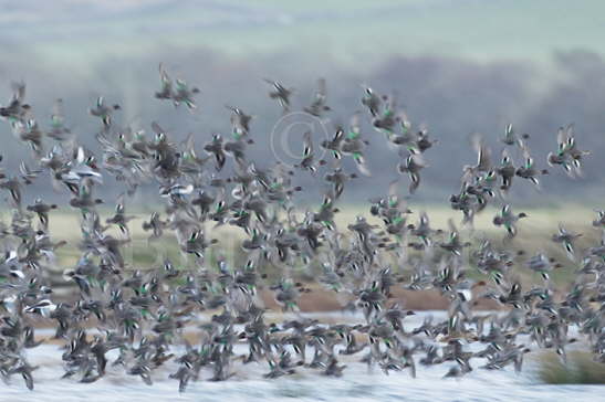 Eurasian Teal flock
