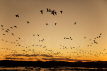 Barnacle Geese at Dawn