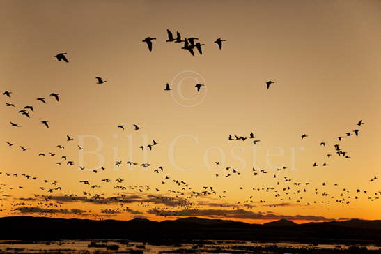 Barnacle Geese at Dawn