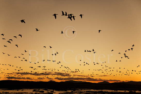 Barnacle Gees Dawn Flight