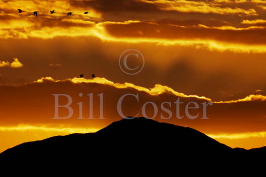 Barnacle Geese at Dawn