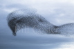 Starling Mumuration