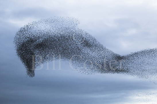 'Horses Head' Starling Flock