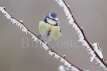 Blue Tit