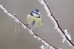 Blue Tit and Hoar Frost