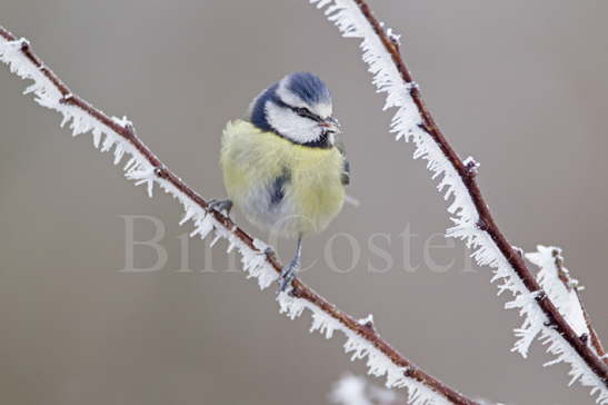 Blue Tit and Hoar Frost