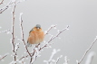 Chaffinch