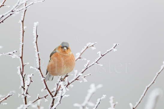 Chaffinch and Hoar Frost