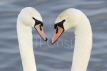 Mute Swam Courtship Display