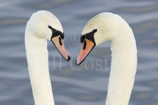 Mute Swan Courtship