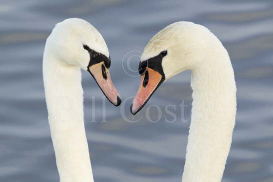 Mute Swam Courtship Display
