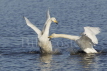 Whooper Swan