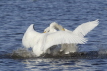 Whooper Swan