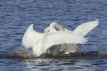 Whooper Swan Fight