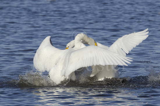 Whooper Swan Fight
