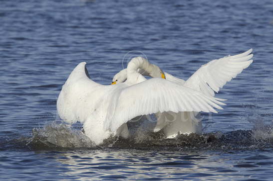 Whooper Swan Fight