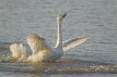 Whooper Swan Display