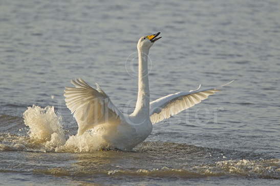 Whooper Swan