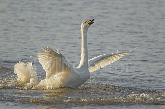 Whooper Swan Display