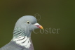 Woodpigeon