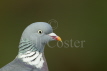 Woodpigeon Close Up