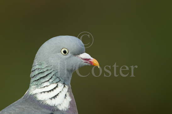 Woodpigeon