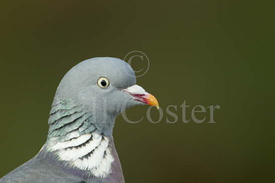 Woodpigeon Close Up