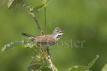 Whitethroat Singing