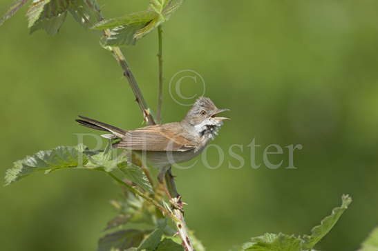 Whitethroat Singing