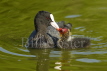 Coot with Chick